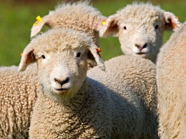 ovce.jpg