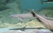 img_4387.jpg