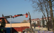 ahojbardejovsk_rez_strom_(1).jpg