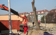 ahojbardejovsk_rez_strom_(2).jpg
