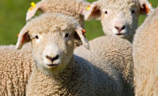 Roztrhané ovce v Bardejove