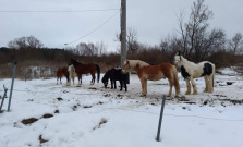 Smutné: Zlodej v okrese Bardejov ukradol kone