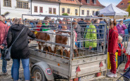 dožinky foto j. mačejovský (8).jpg