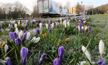 Prešov už zdobia prvé jarné kvety