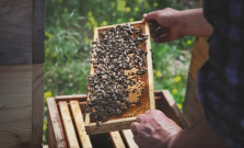 Svetový deň včiel si pripomenuli aj v Prešove