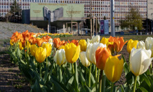 Areál Prešovskej univerzity zaplavili tisícky rozkvitnutých tulipánov