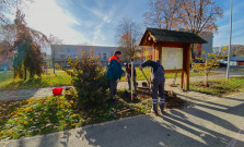 VIDEO | Do Zborova sa vrátili vzácne stromy