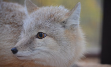 Košická zoo sa rozrástla. Pribudli jej nové šelmy