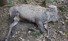 Pytliak sa opäť ulakomil na jeleňa, tentoraz v obci Lukavica