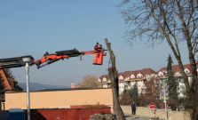 Za obeť padli ďalšie stromy za bazilikou, od rána počuť zvuk motorových píl