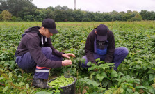 Školská farma v Pribeníku bude vyrábať bio potraviny