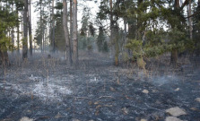 Malé deti spôsobili obrovský požiar v lese