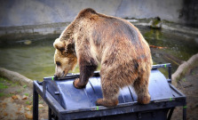 Útoky medveďov nesúvisia s ich počtom. V agrárnej krajine hľadajú dostupnejšiu potravu