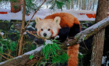 Košická ZOO sa rozrástla o ďalšiu červenú pandu