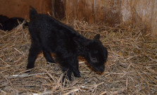 Košická ZOO sa teší z prvého novoročného prírastku