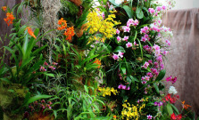 V Botanickej záhrade UPJŠ v Košiciach začína výstava orchideí