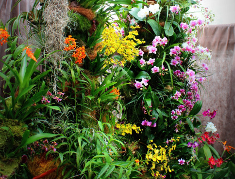 V Botanickej záhrade UPJŠ v Košiciach začína výstava orchideí