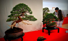 V košickej Botanickej záhrade začína výstava bonsajov