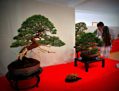 V košickej Botanickej záhrade začína výstava bonsajov
