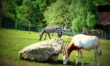 Košickú zoo navštívilo od začiatku roka rekordných 52-tisíc návštevníkov
