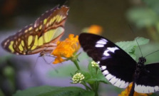 VIDEO | Výstava exotických motýľov v botanickej záhrade