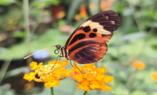 Objavte skryté klenoty botanickej záhrady