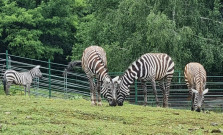 Rozprávkový deň plný zážitkov v ZOO Košice