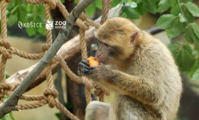 ZOO Košice predlžuje otváracie hodiny