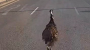 Košice zažili nezvyčajný dopravný moment – utekajúci emu