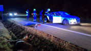 Los na ceste pri Košiciach spôsobil vážnu nehodu – zranili sa dve osoby