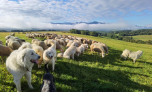 Slovenské ovčiarstvo sa po rokoch poklesu nadýchlo