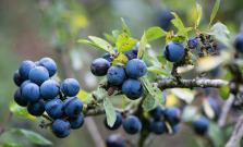 Slivky v záhrade: kľúč k úspešnej výsadbe