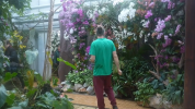 VIDEO | Skleníky košickej botanickej záhrady rozkvitli orchideami