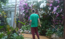 VIDEO | Skleníky košickej botanickej záhrady rozkvitli orchideami
