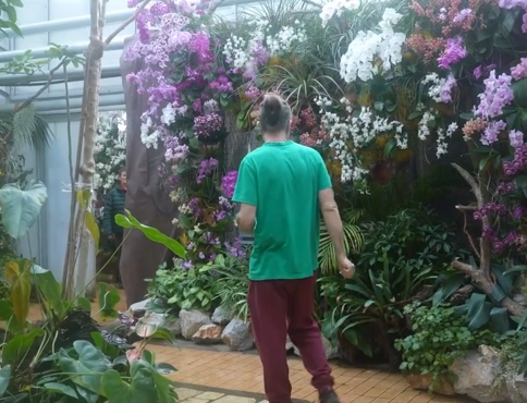 VIDEO | Skleníky košickej botanickej záhrady rozkvitli orchideami