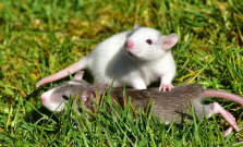 V Prešove sa začala jarná deratizácia