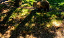 Košická zoo sa rozlúčila s medveďmi Alicou a Mišom, presťahovali sa do Krkonôš