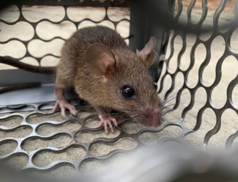 Košice spúšťajú jarnú deratizáciu