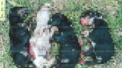 Žena z Varhaňoviec mala na smrť ubiť štyri novonarodené šteniatka