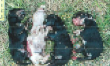 Žena z Varhaňoviec mala na smrť ubiť štyri novonarodené šteniatka