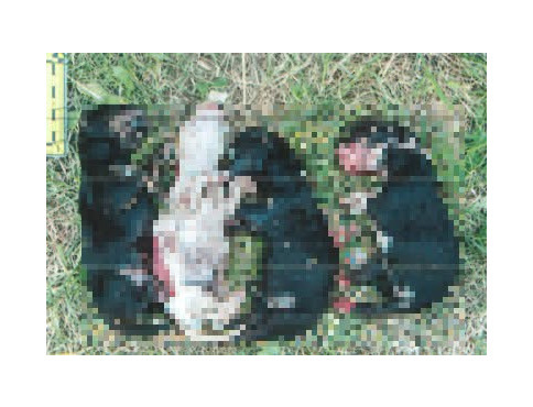 Žena z Varhaňoviec mala na smrť ubiť štyri novonarodené šteniatka