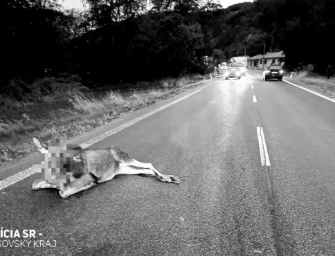 Zver na cestách: Dve zrážky pri Bardejove