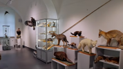 VIDEO |  Meteorit, jastrab z roku 1954, časť Sibíru. Šarišské múzeum ukazuje exponáty, ktoré neboli vystavené
