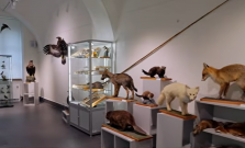 VIDEO | Meteorit, jastrab z roku 1954, časť Sibíru. Šarišské múzeum ukazuje exponáty, ktoré neboli vystavené