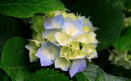 hydrangeas.jpg