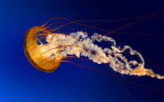 jellyfish.jpg