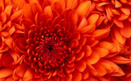 chrysanthemum.jpg